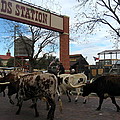 Ft Worth Trail Ride at Ft Worth Stockyard