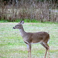 Whitetail