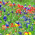 Wildflowers In Texas