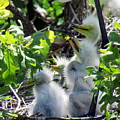 Babies Waiting For Mom