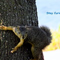 Stay Curious